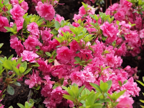 Azalea japonica 'Rosalind'